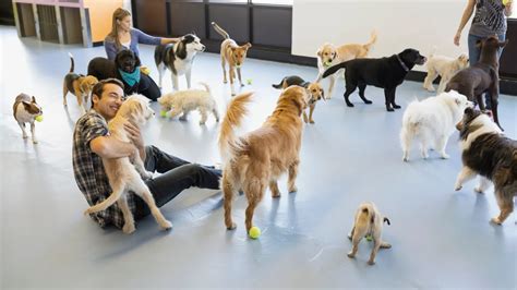 Pet Boarding & Daycare in West Palm Beach, FL 